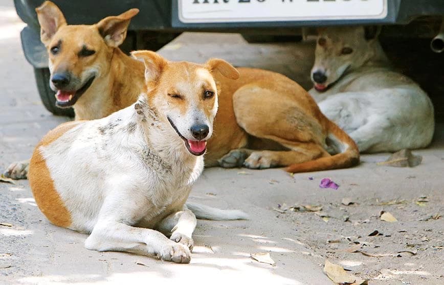 Supreme Court Modifies Stray Dog Order, Allows Return to Streets After Sterilisation