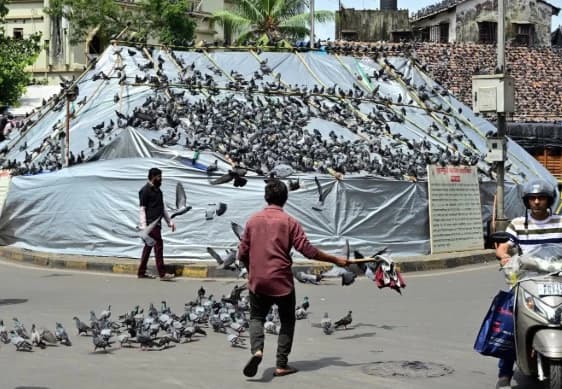 HC Clarifies: No Order Issued to Shut Mumbai’s Kabootarkhanas, Focus Remains on Public Health