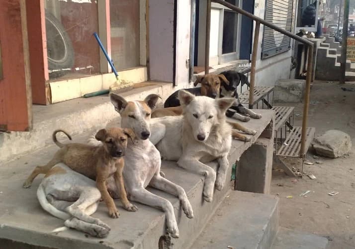 “You frame laws, but do not implement them…”: SC Slams Delhi Govt for Failing Animal Control Laws, Verdict Awaited on Stray Dog Removal
