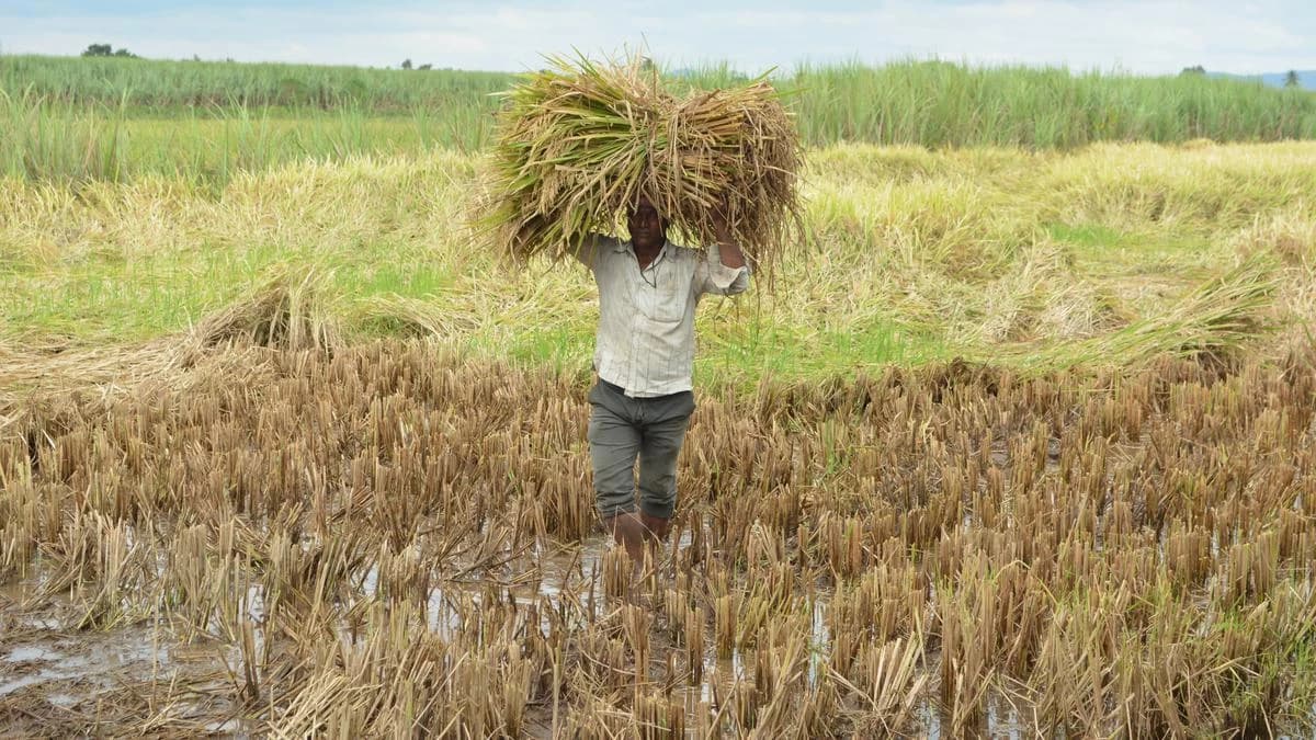 Unseasonal Rains Devastate Maharashtra; Farmers Face Huge Losses, Raut Blames Govt