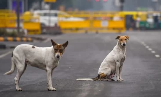 “Your country is being portrayed in bad light…”: Supreme Court Slams State Govts. For Ignoring Order on Stray Dogs