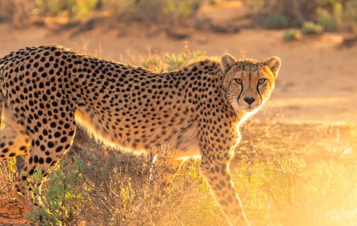 Another Cheetah dies at Kuno, bringing up the tally to 9 dead in 5 months