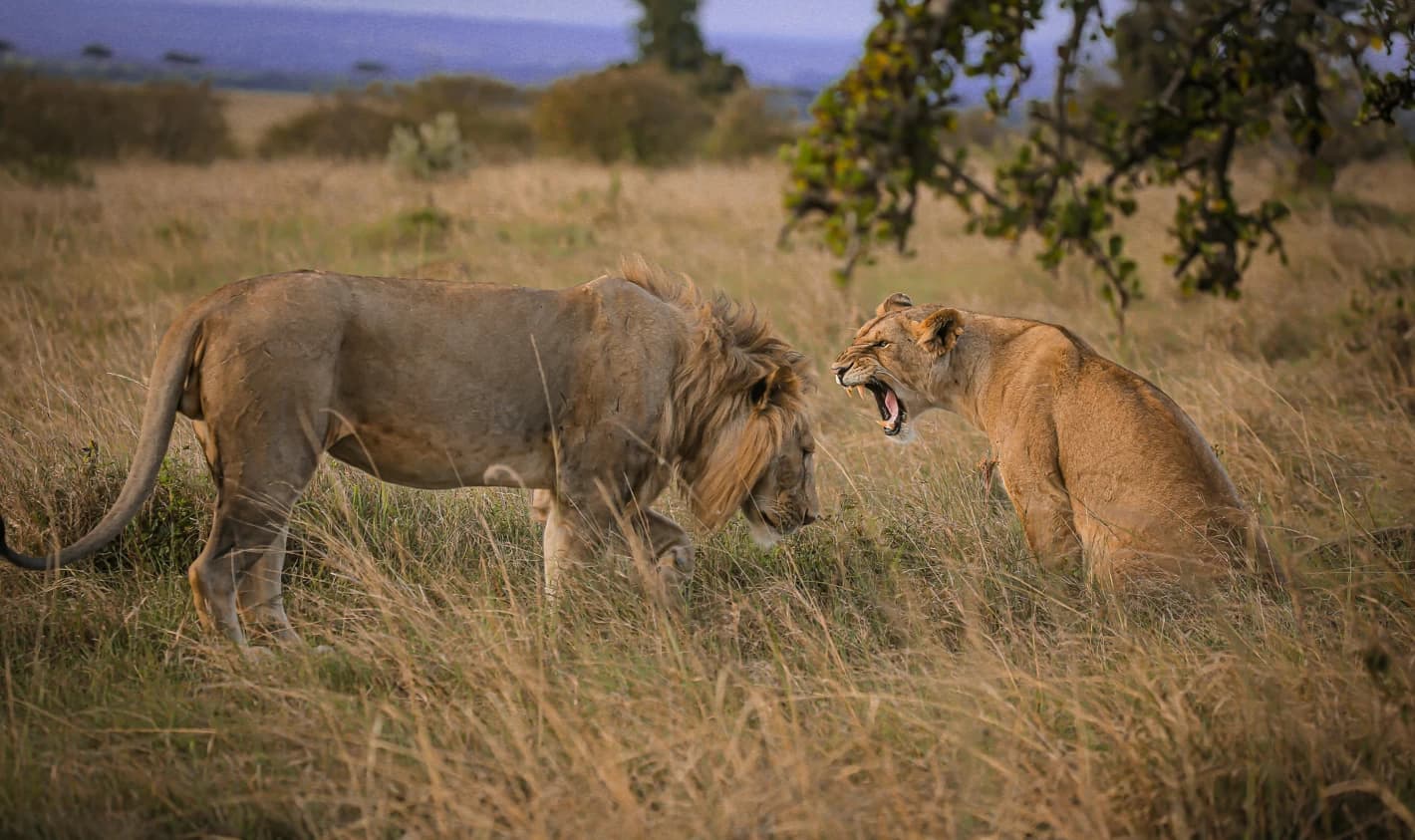 Tripura Government Suspends Forest Official Amidst Controversy Over Naming Lions Akbar and Sita
