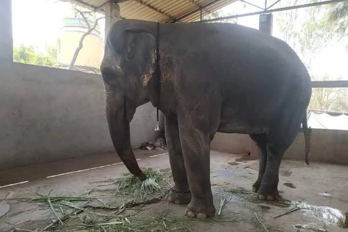 Maharashtra Government Backs Legal Move to Bring Elephant Mahadevi Back to Kolhapur
