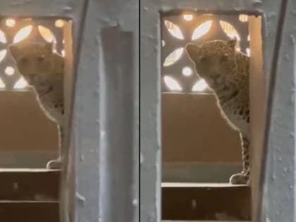 Leopard Enters Residential Building in Mira-Bhayandar, Three Injured
